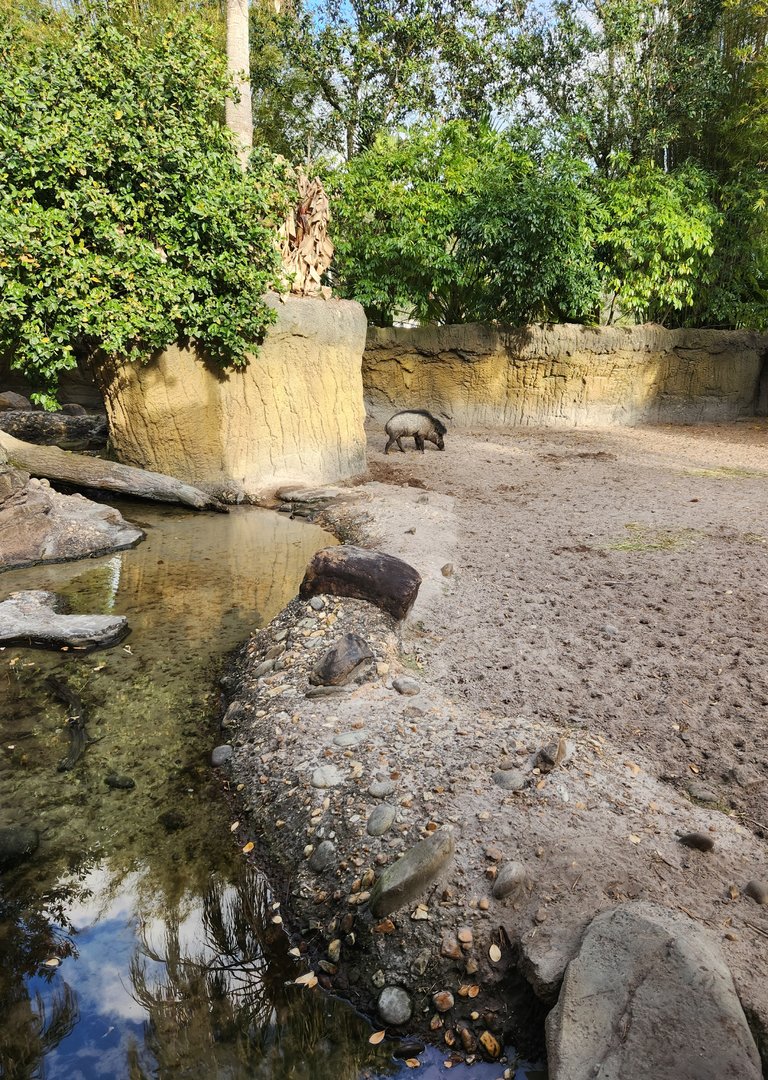 Jacksonville Zoo (2023) - Warty Pig enclosure