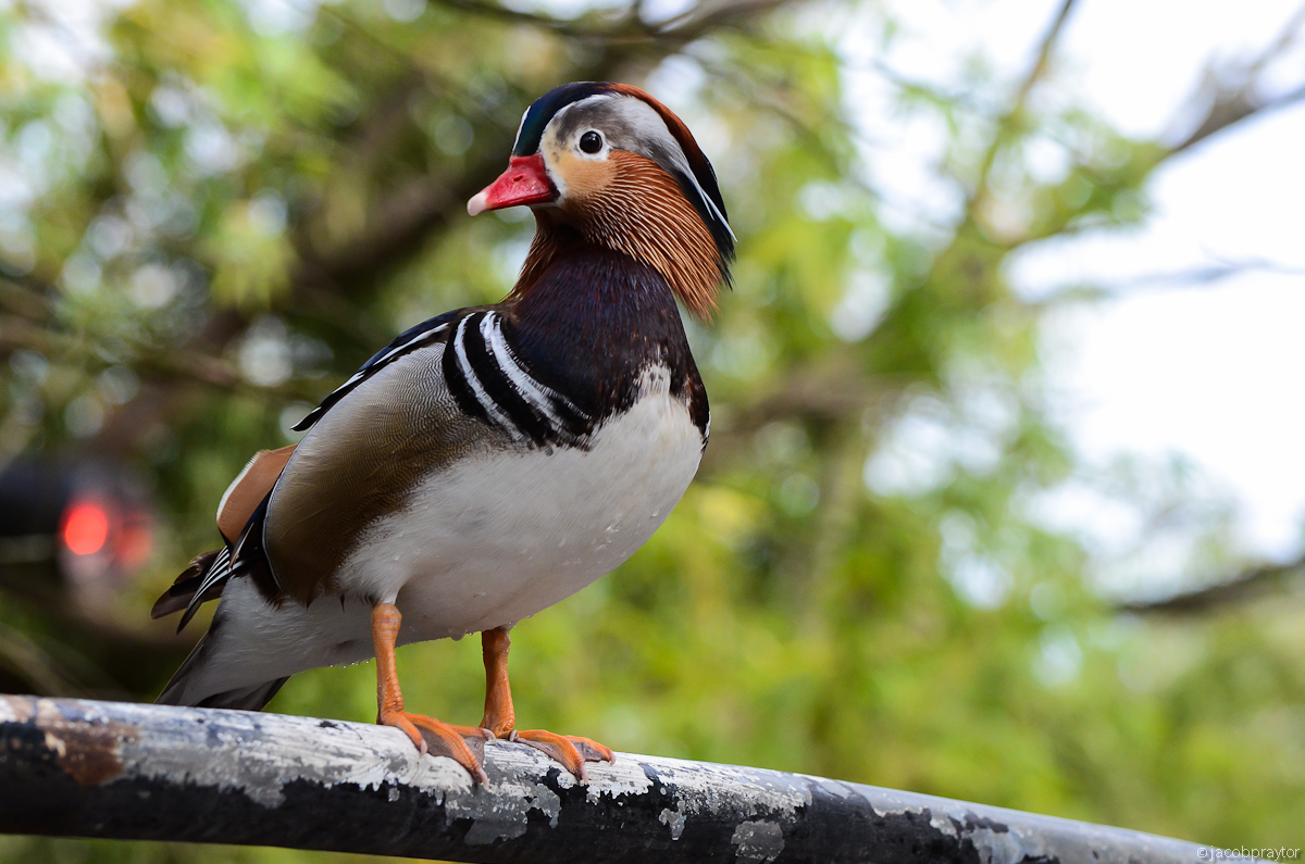 Jacksonville Zoo and Gardens