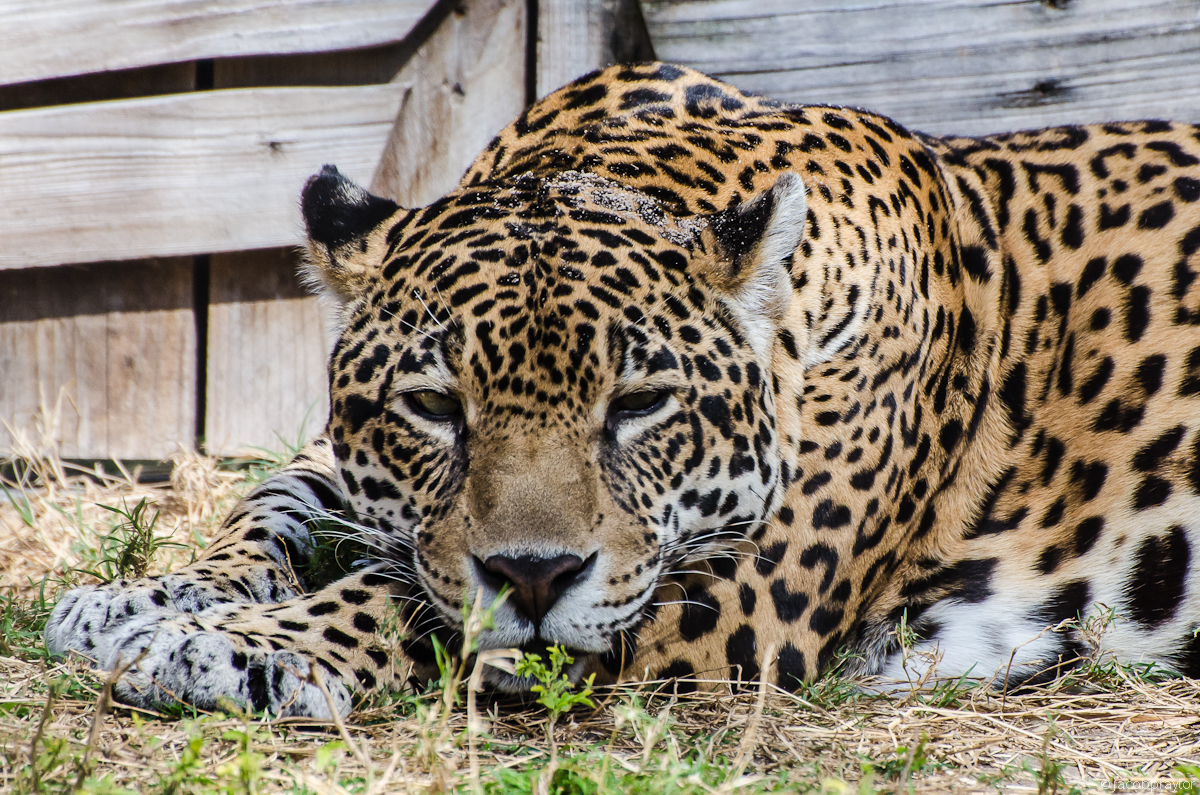 Jacksonville Zoo and Gardens