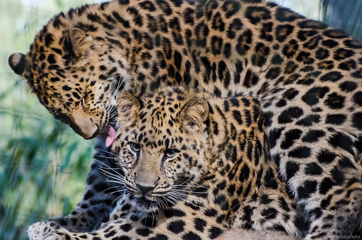 Jacksonville Zoo and Gardens
