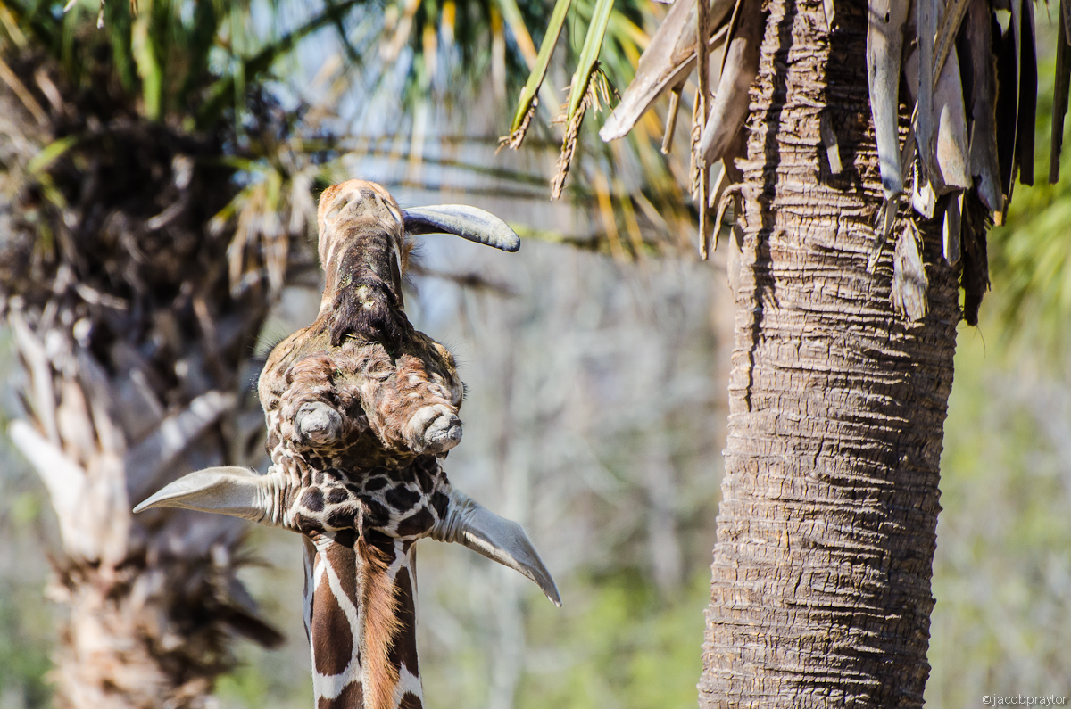 Jacksonville Zoo and Gardens