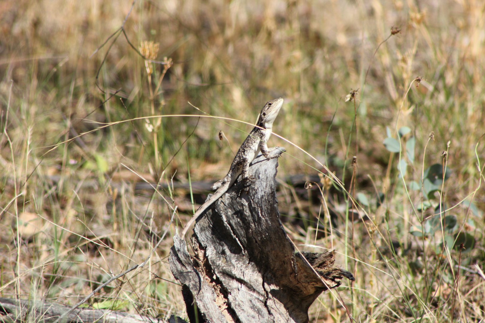 Jacky Dragon (Amphibolurus muricatus)