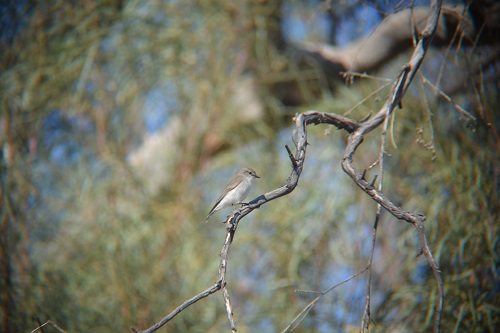 Jacky winter.  (Flycatcher)