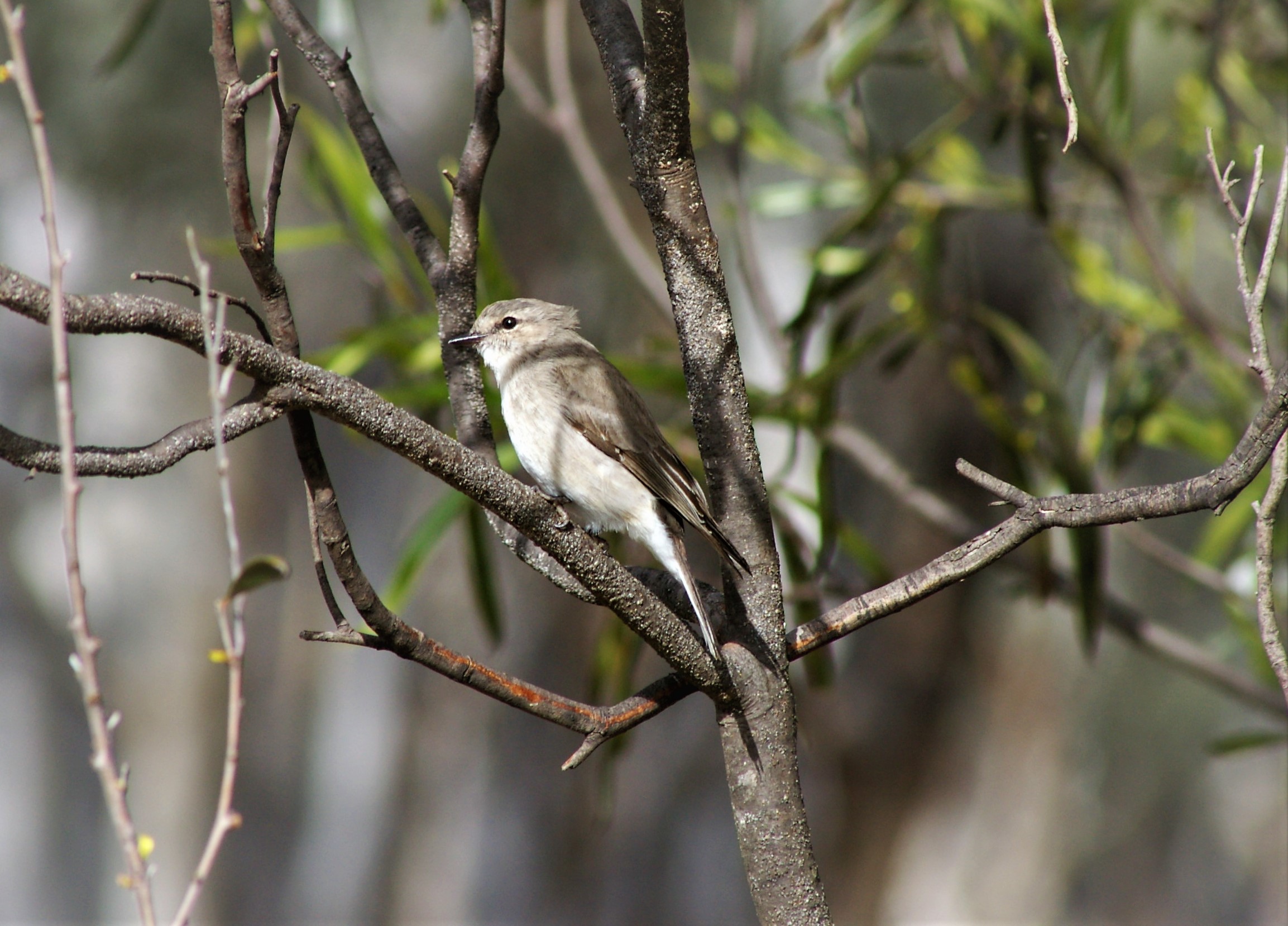 Jacky Winter (Microeca fascinans assimilis)