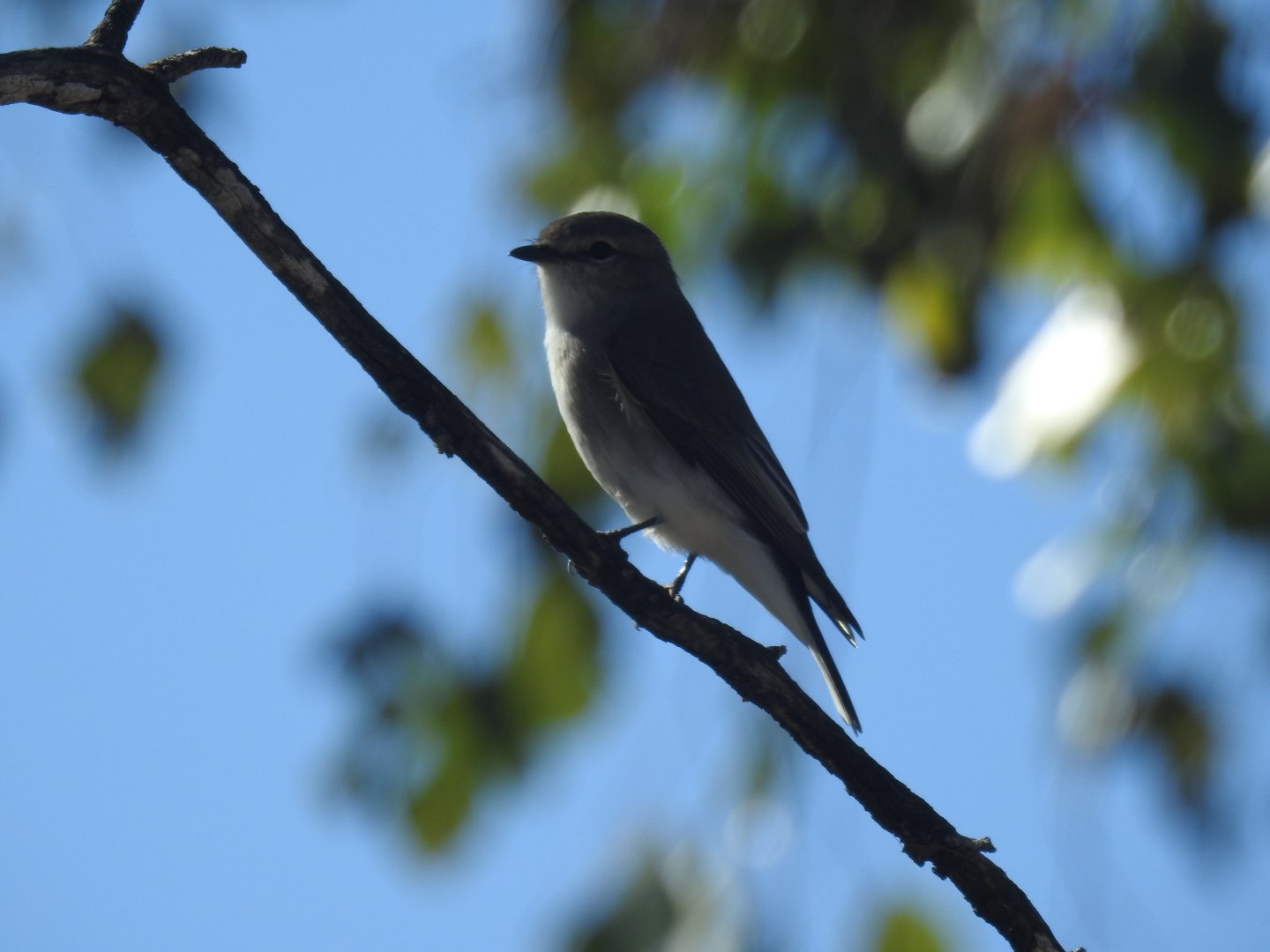 Jacky Winter - Western Creek SF (Toowoomba)
