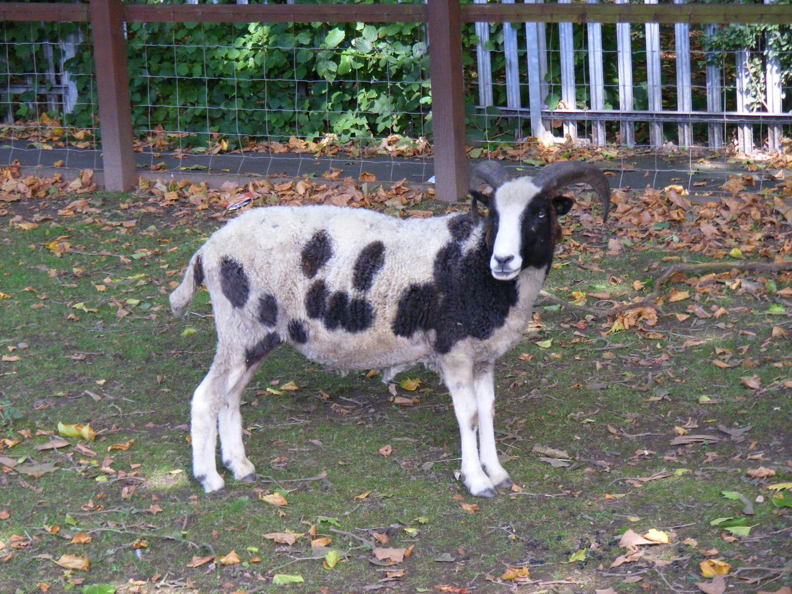 Jacob sheep at Birmingham Nature Centre, 30 August 2010