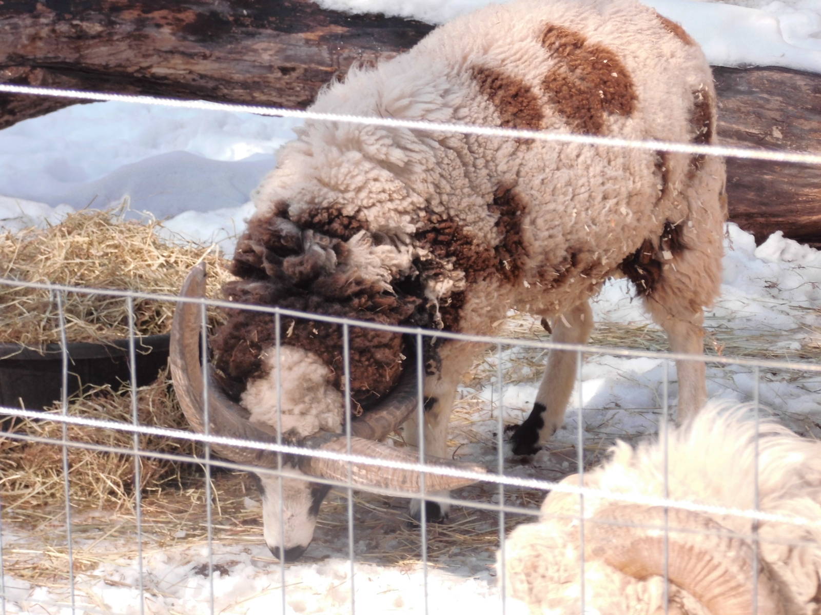 Jacob sheep at Philadelphia zoo 2015-03-08
