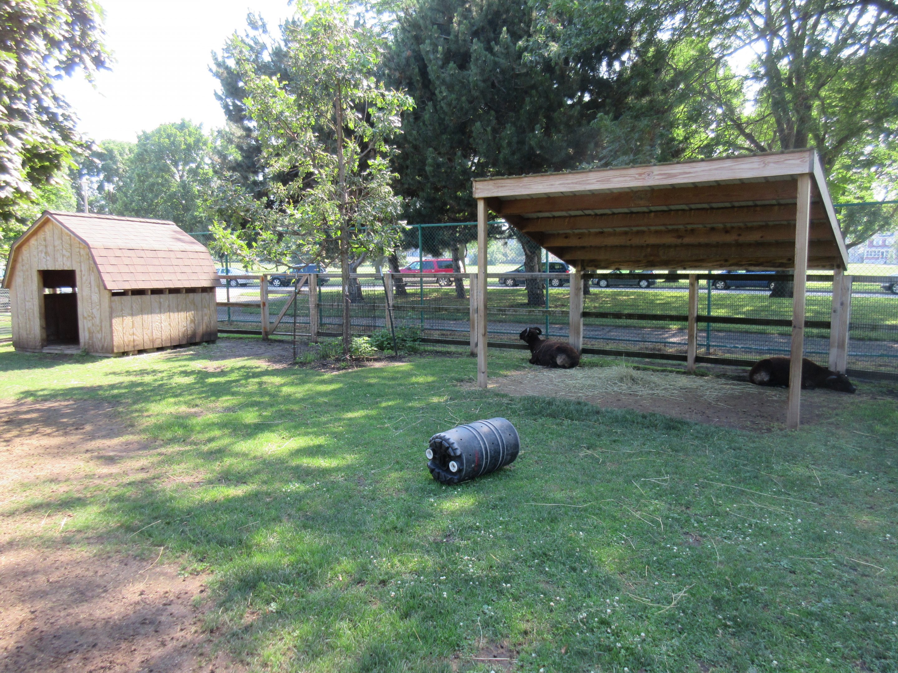 Jacob Sheep Exhibit