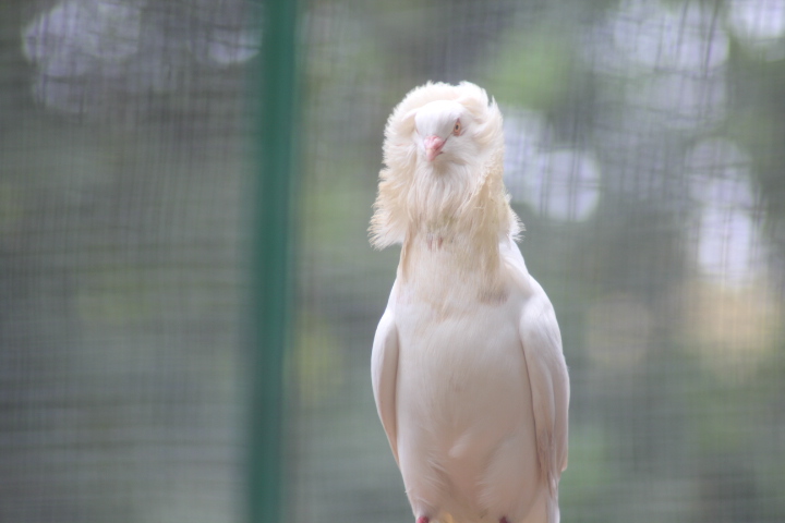 Jacobin pigeon (Columba livia domestica)