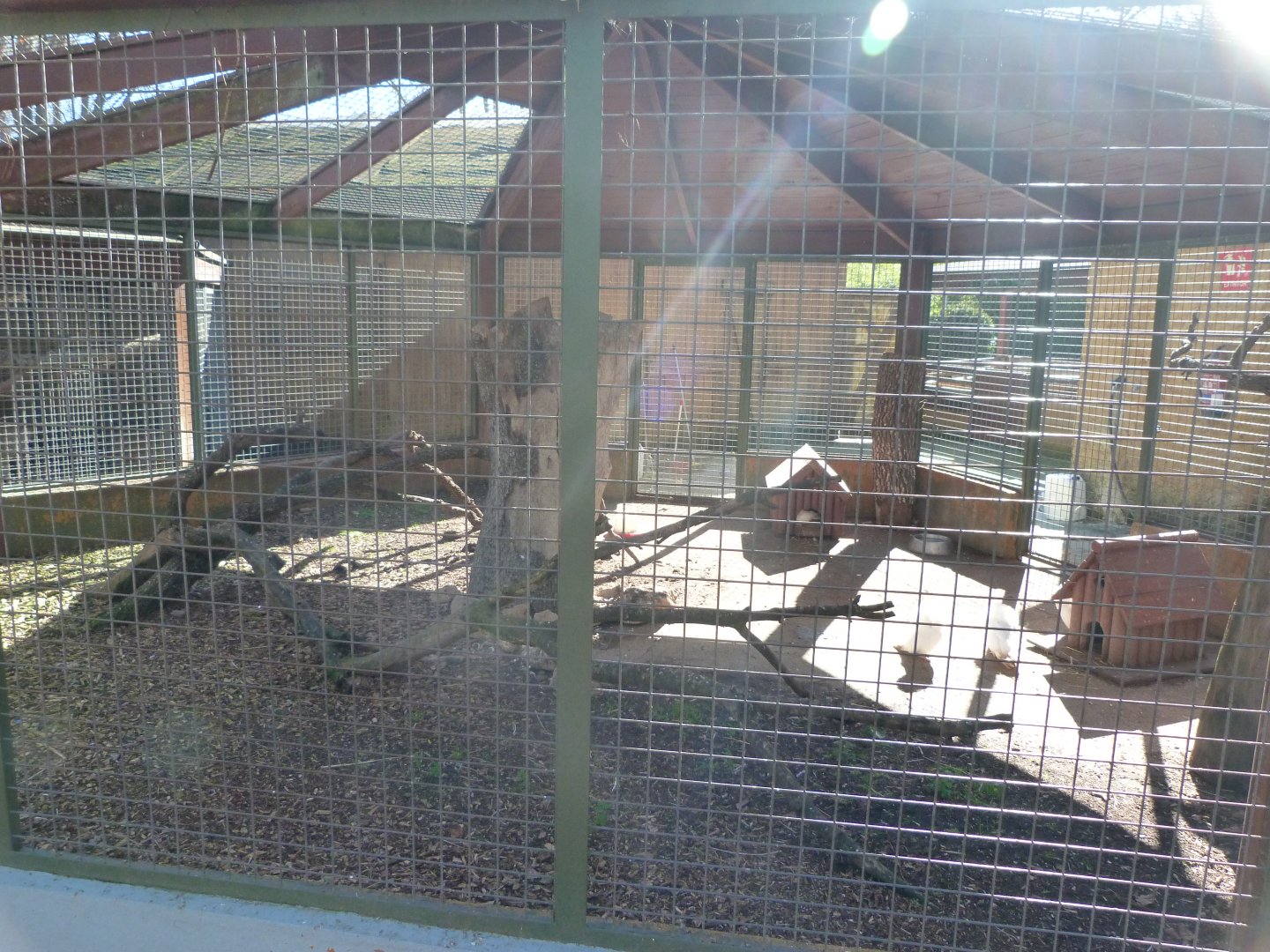 Jacobin pigeon exhibit -Zoo Aquarium de Madrid (2025)