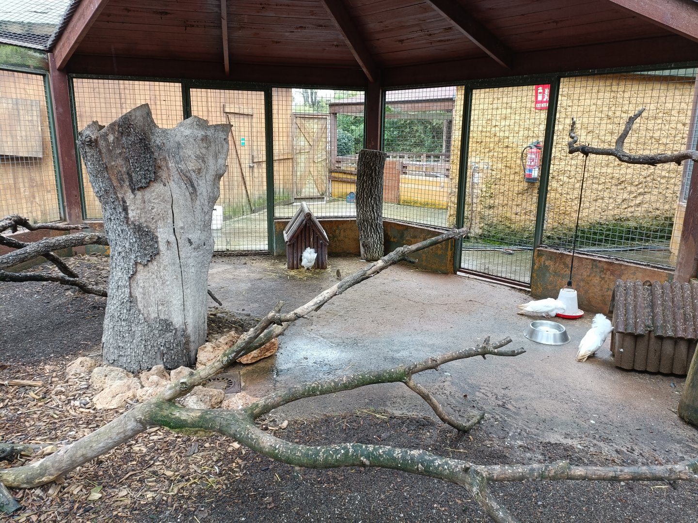 Jacobin pigeon exhibit