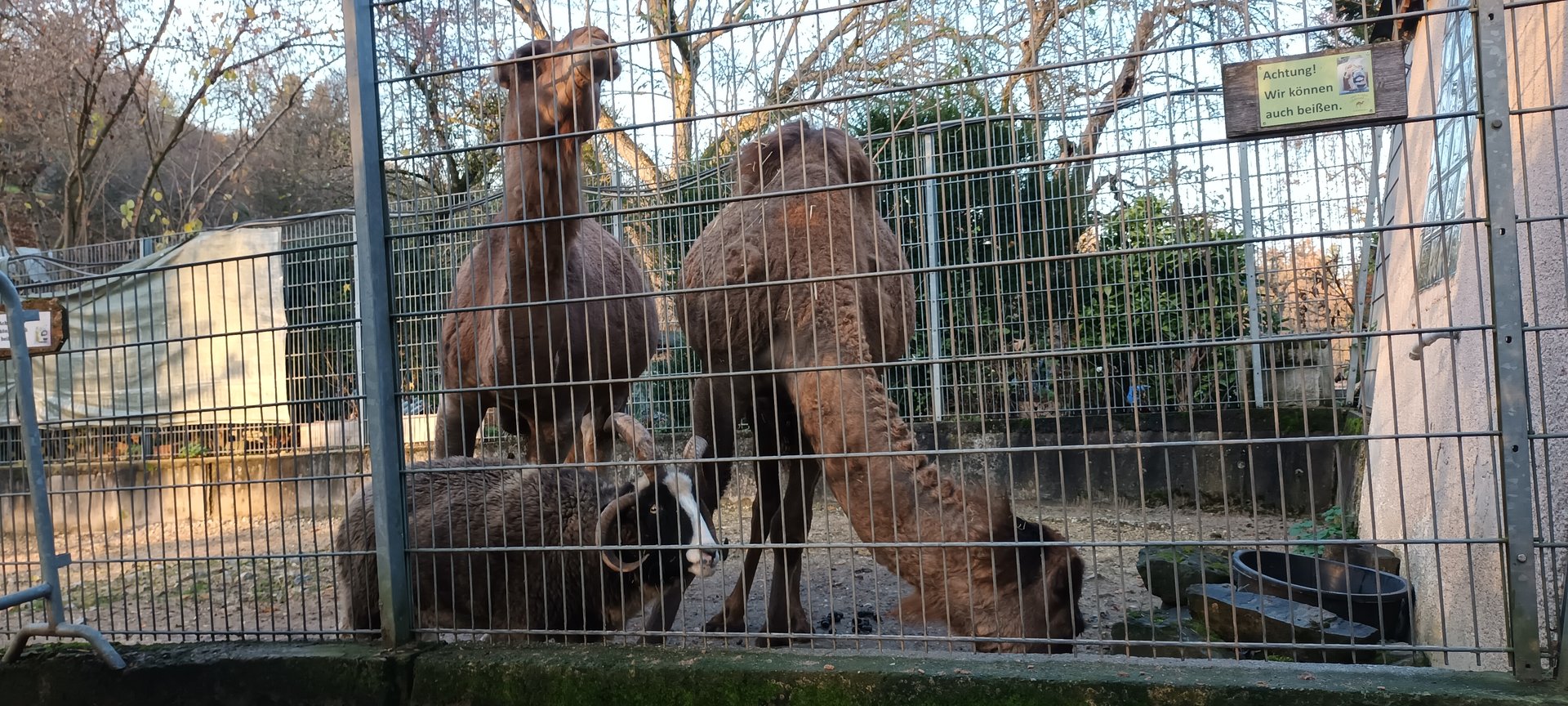 Jacobs Sheep and Dromedary Camels