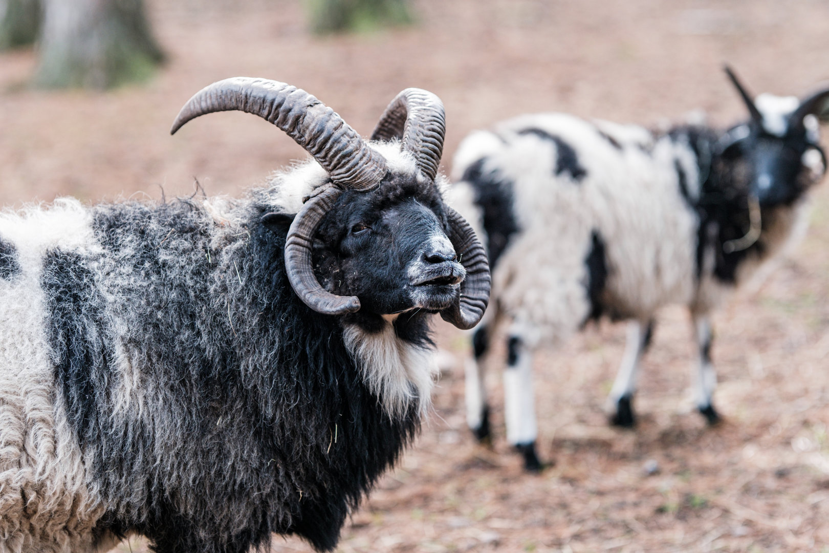 Jacob's sheep at Nöttler Berg