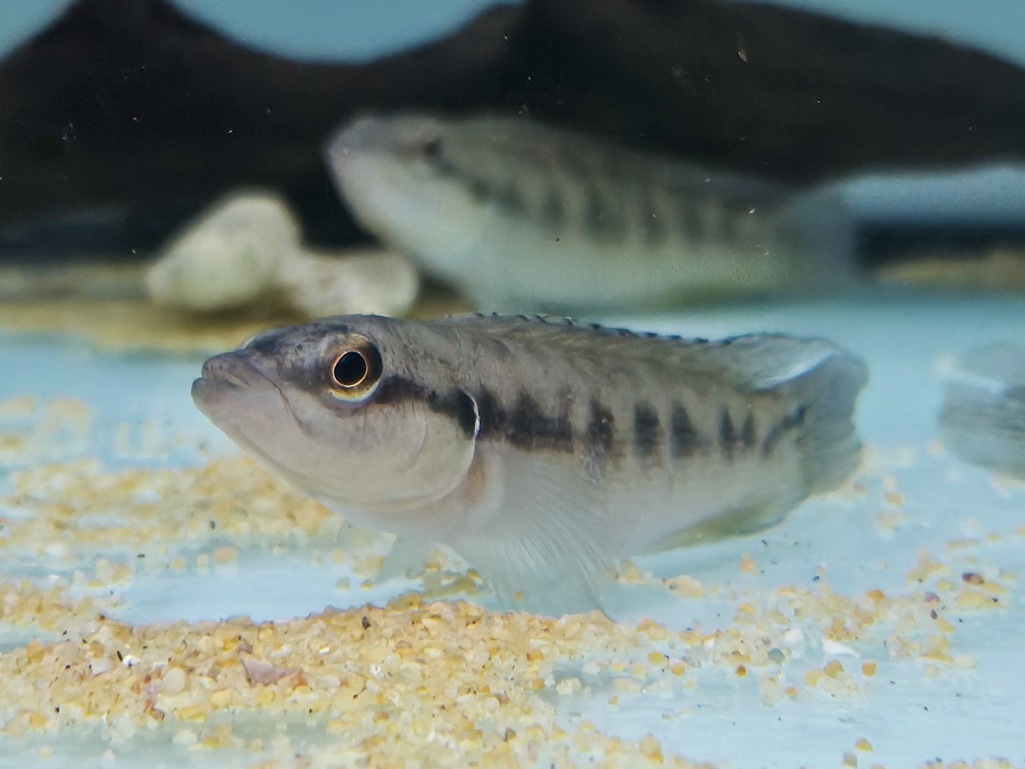 Jacundá (Batrachops cyclostoma)