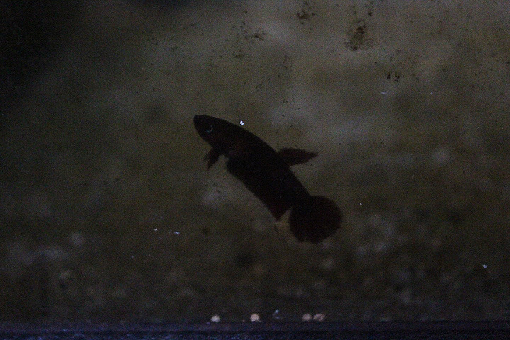 Jade betta (Betta iaspis) - PCBA