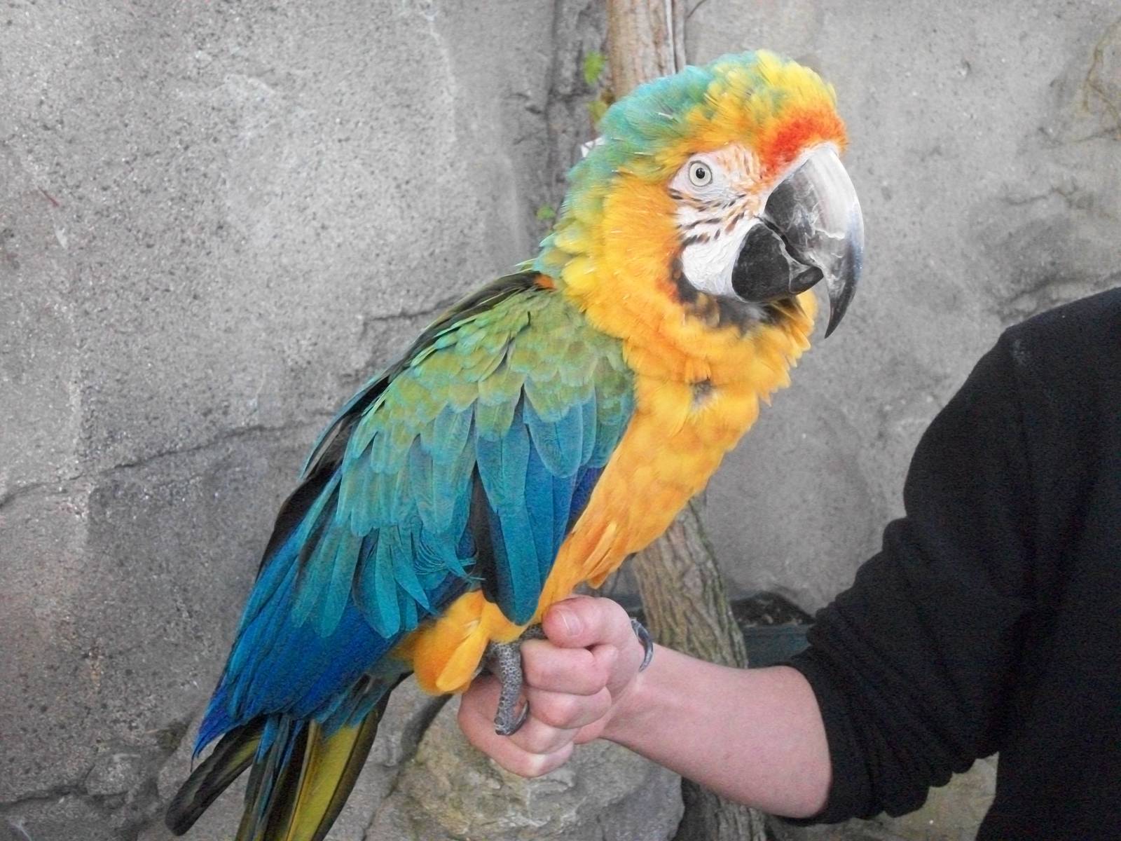 Jade, Catalina Macaw 1st November 2012