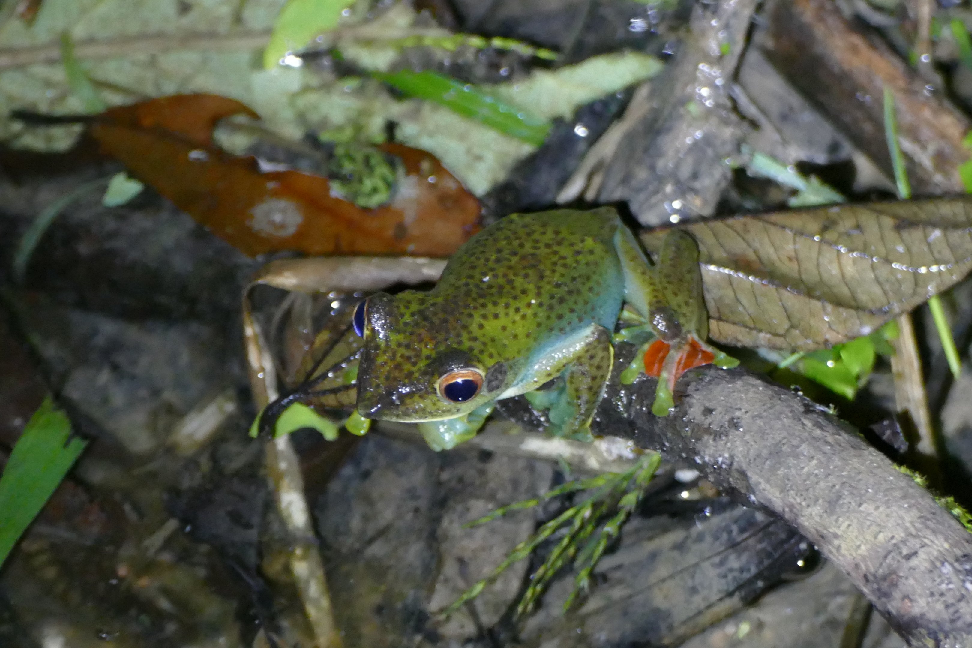 Jade Flying Frog - Fraser's Hill