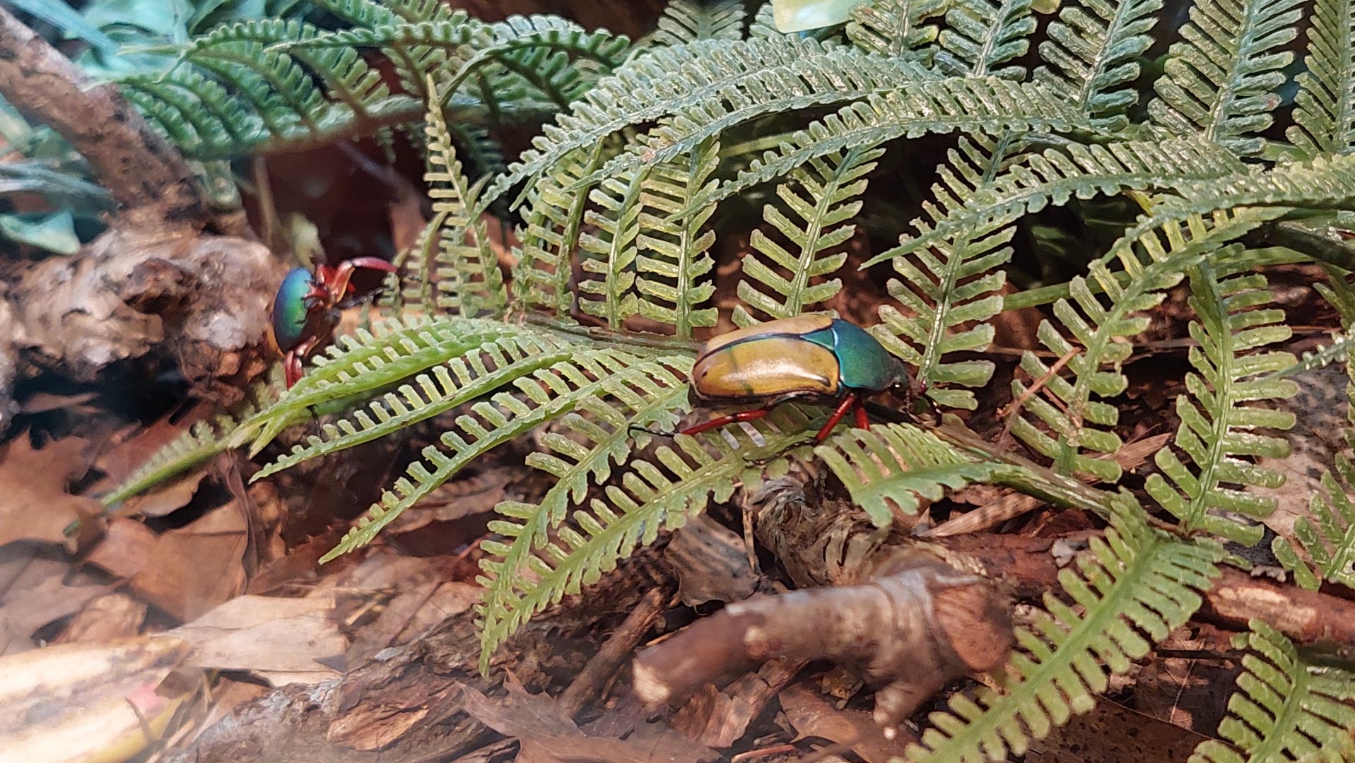 Jade-headed buffalo beetle (Eudicella smithi)
