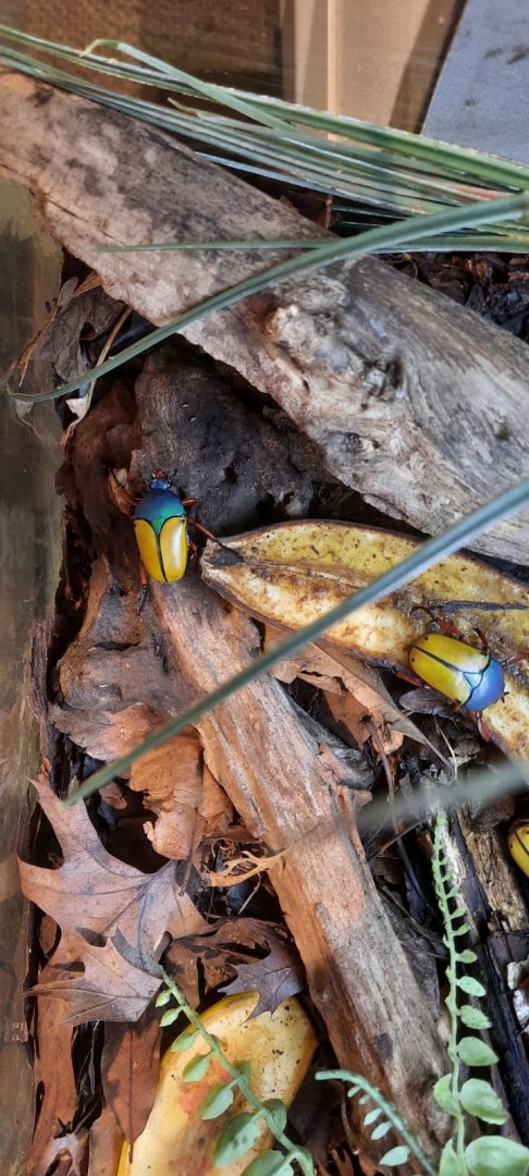 Jade-headed buffalo beetle (Eudicella smithi)