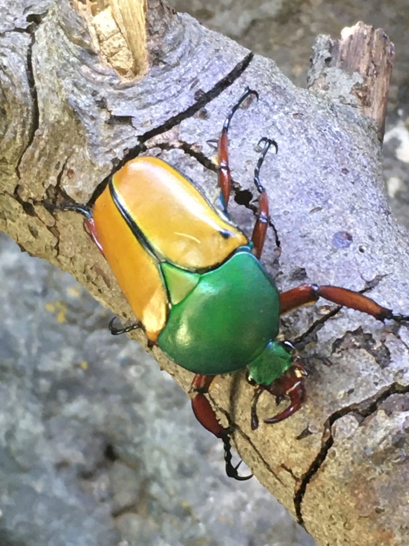Jade-Headed Buffalo Beetle