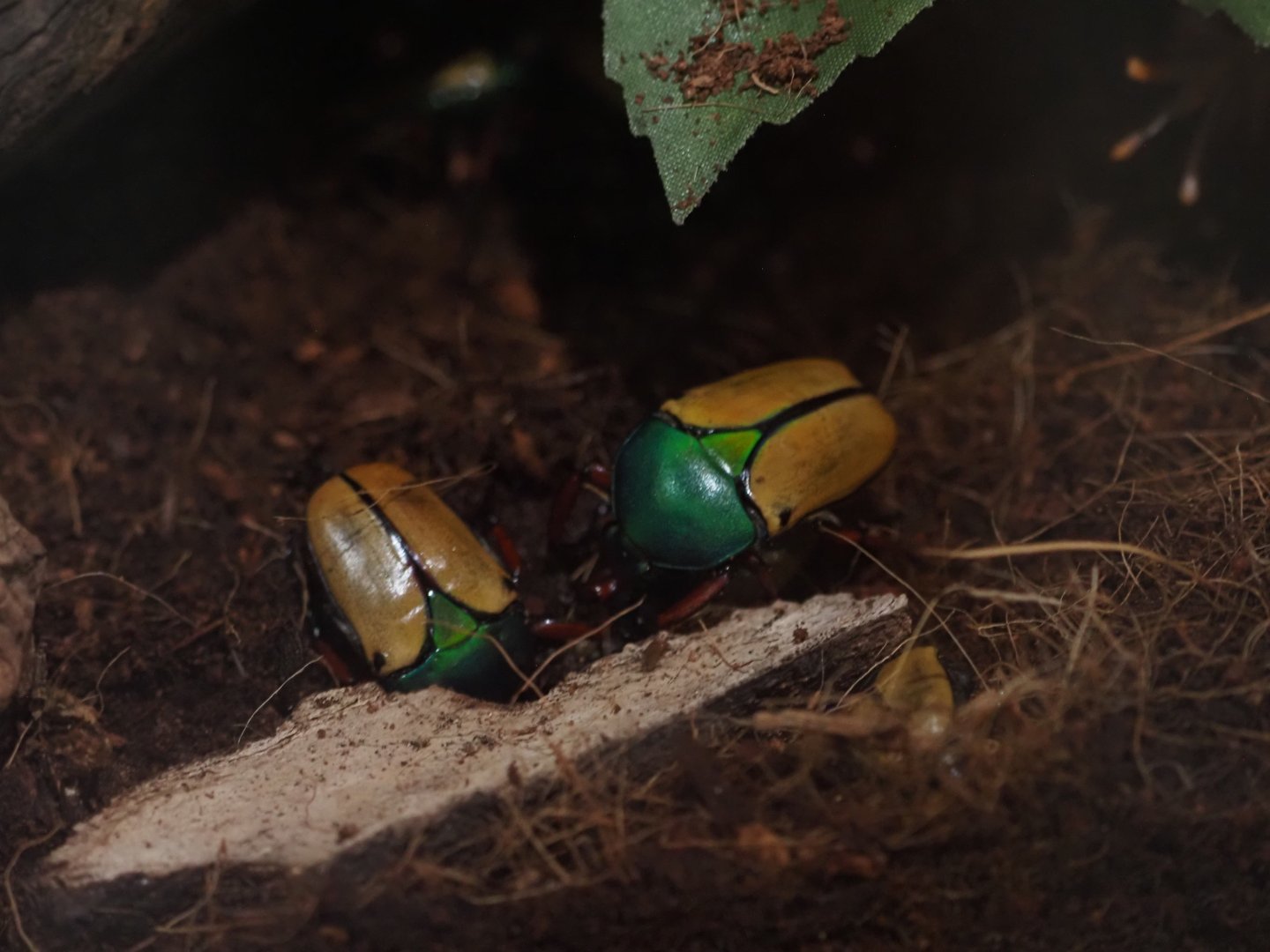Jade-Headed Buffalo Beetles