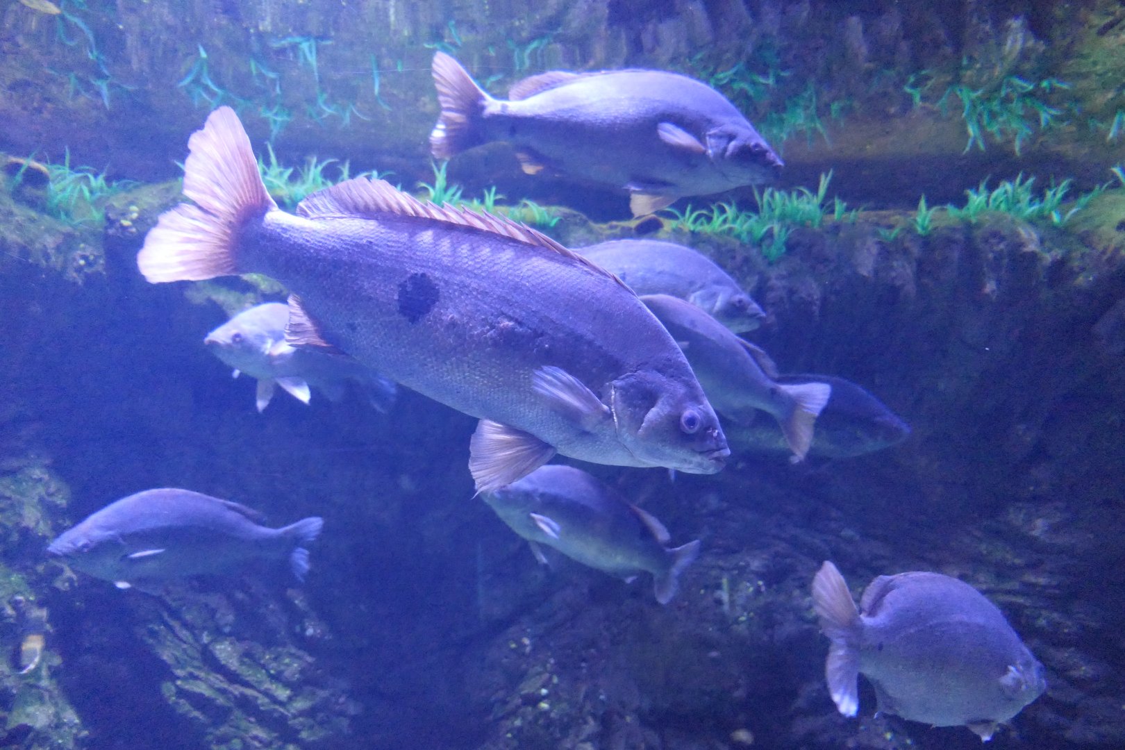 Jade Perch (Scortum barcoo)