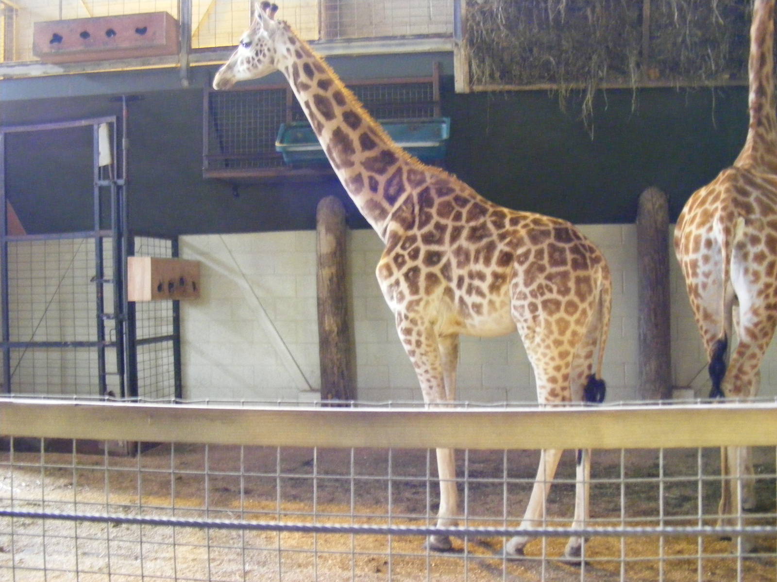 Jade the Rothschild giraffe at Marwell Wildlife, 13 March 2011