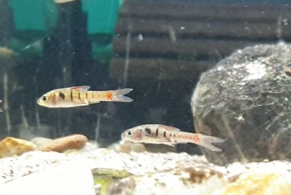 Jae barb - Enteromius jae
