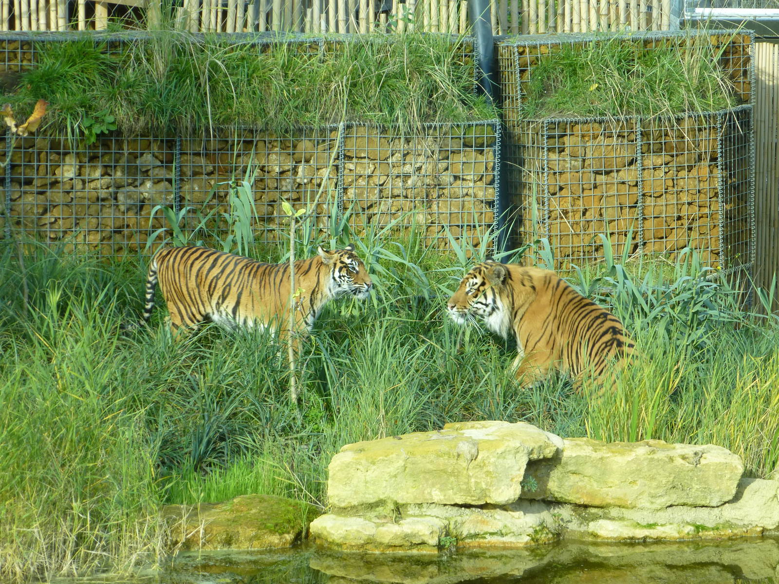 Jae Jae &amp; Melati only have eyes for each other