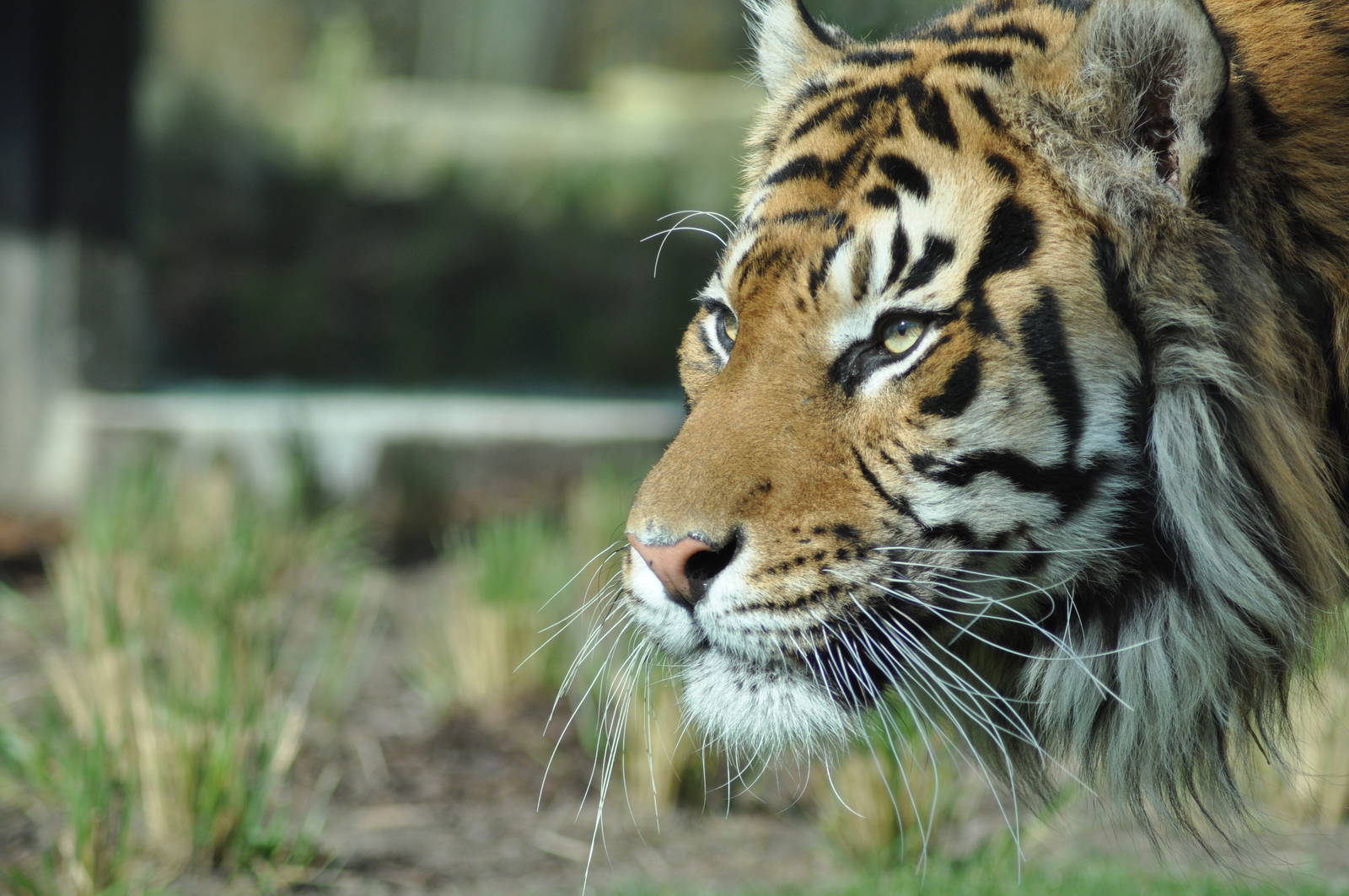 Jae Jae - Male Sumatran Tiger