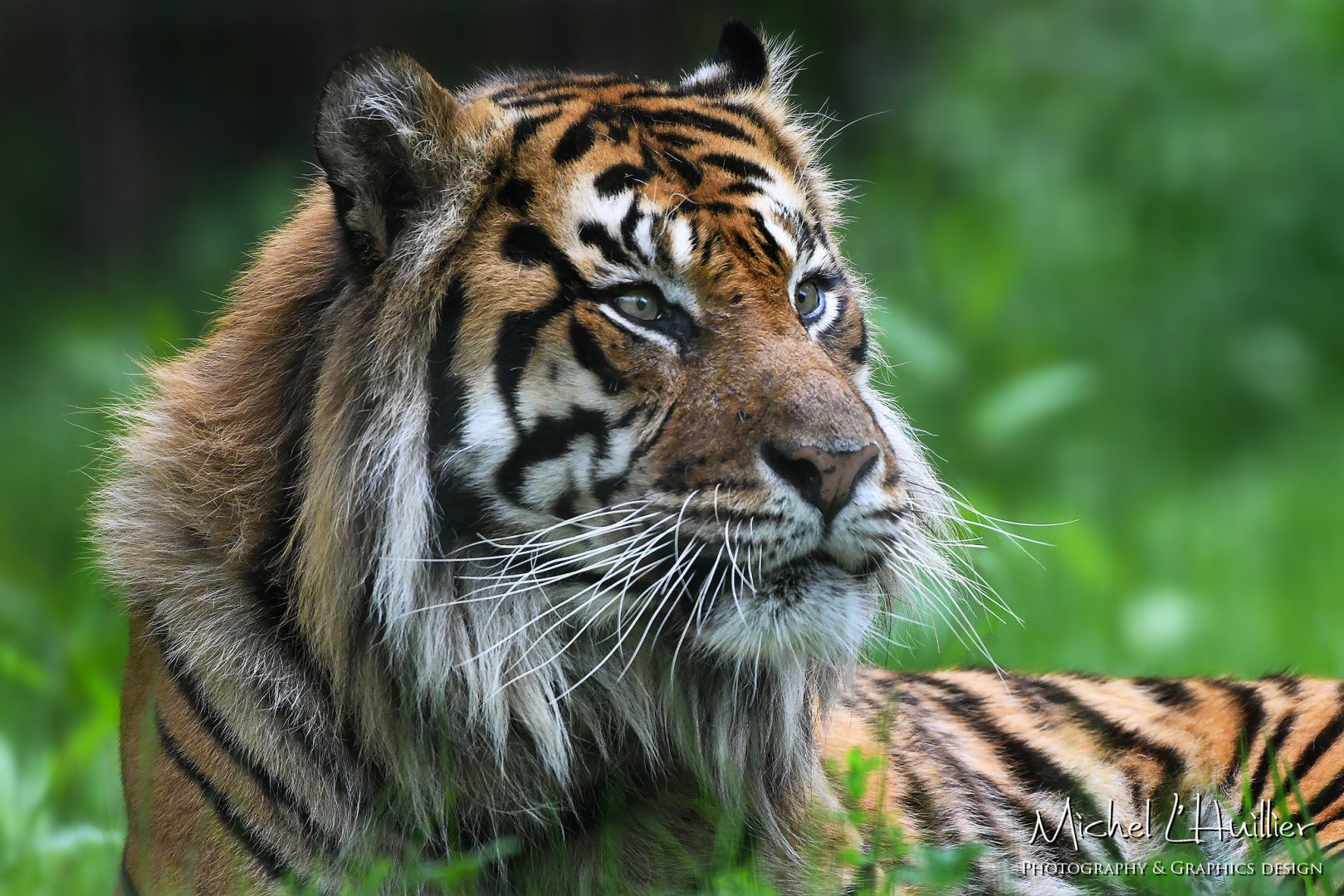 Jae Jae, Sumatran tiger
