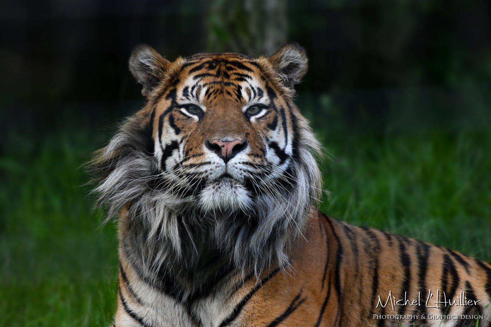 Jae Jae, Sumatran tiger