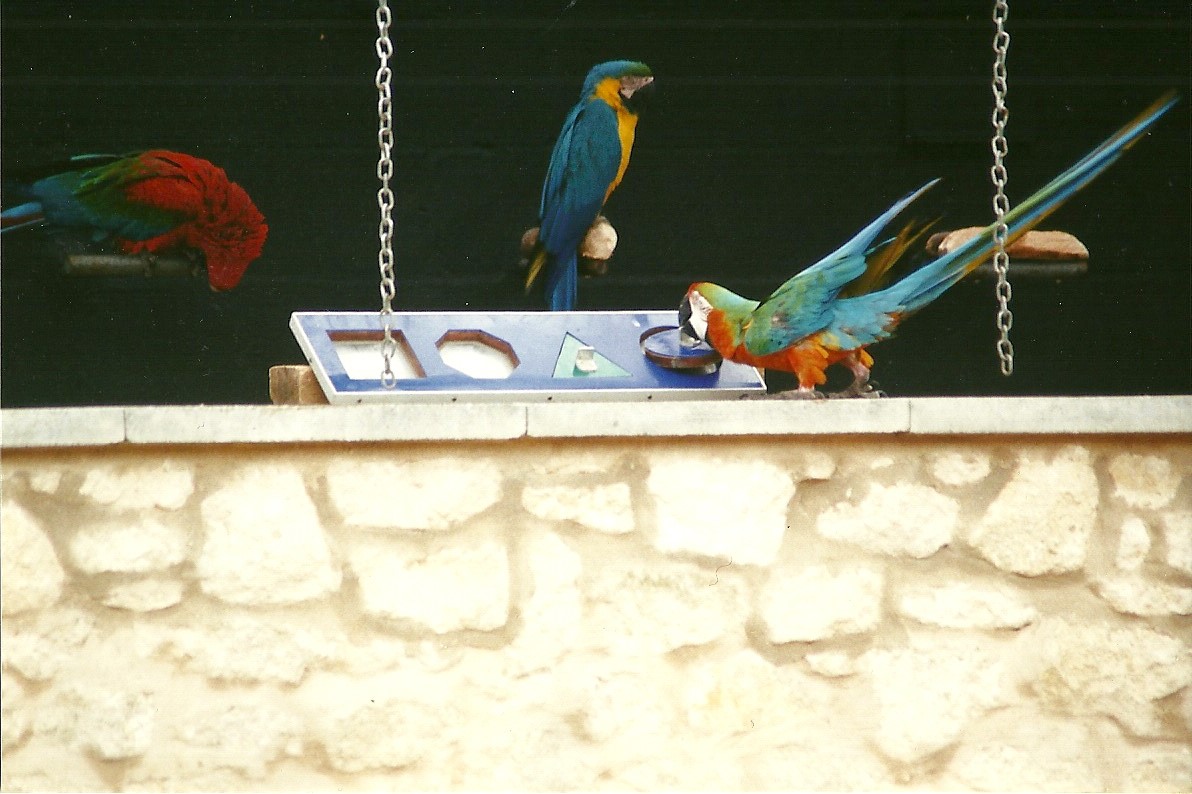 Jaffa on the form board 29th April 2000