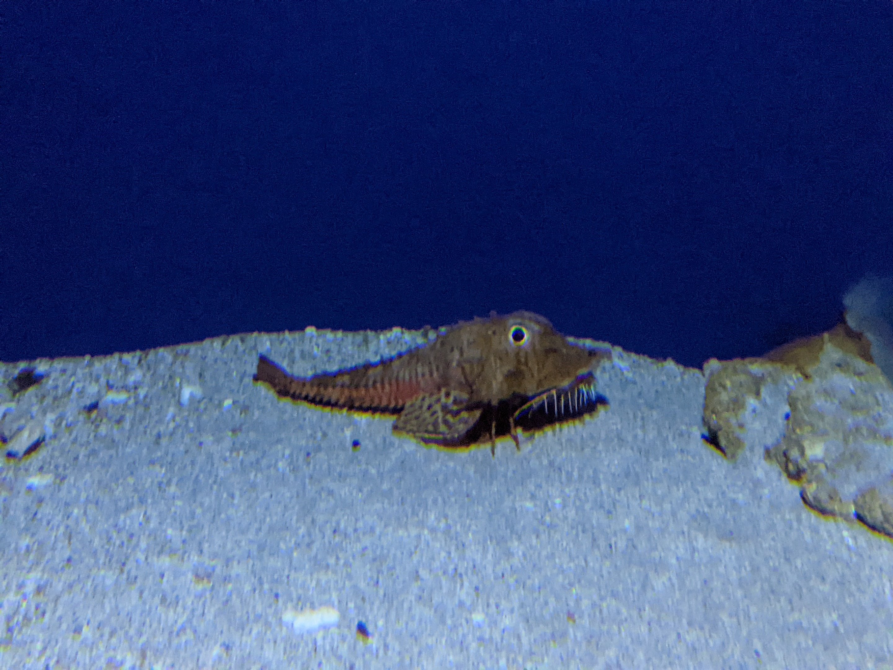 Jagged-head Gurnard (Gargariscus prinocephalus)