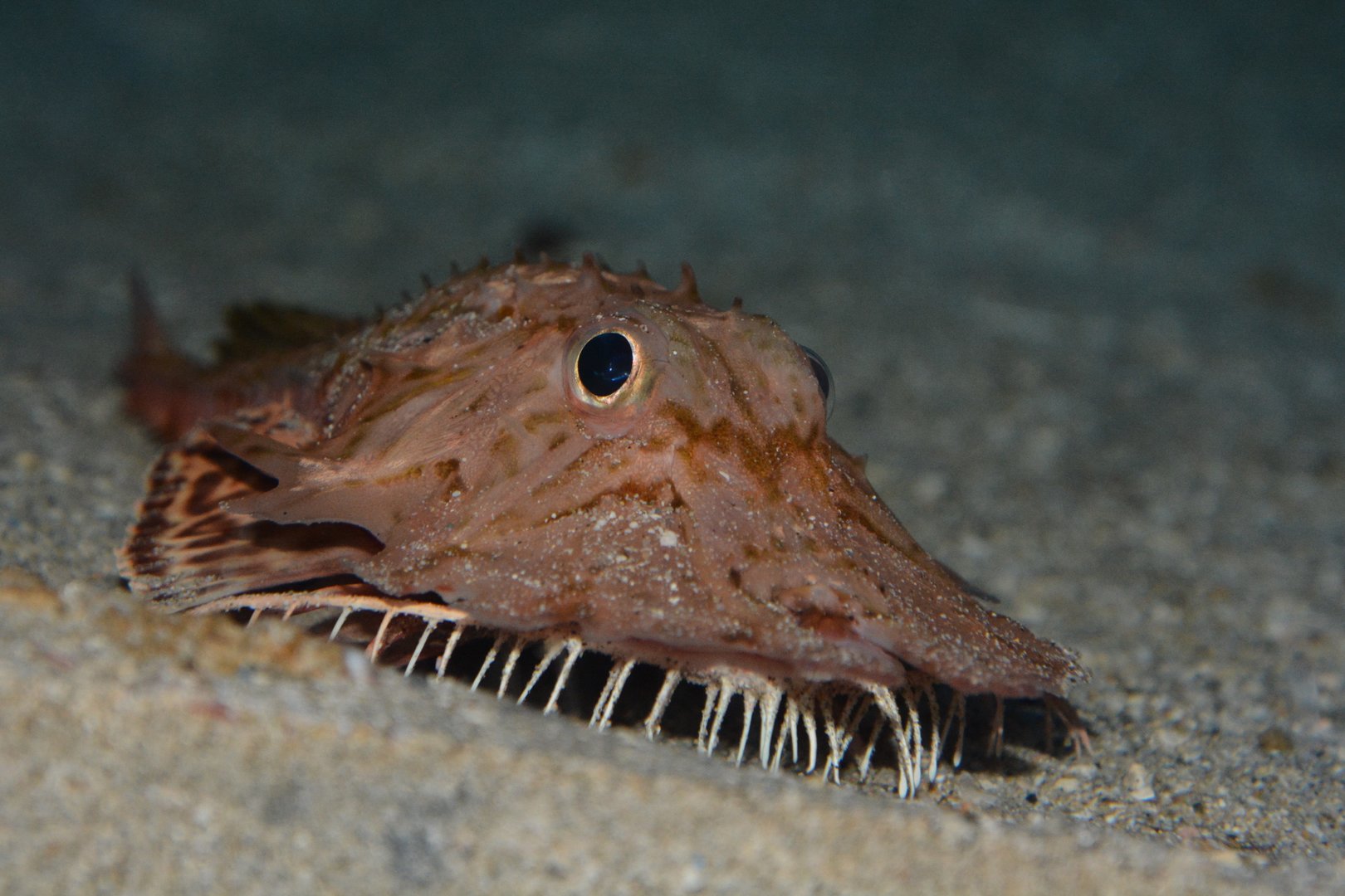 Jaggedhead gurnard (Gargariscus prionocephalus)