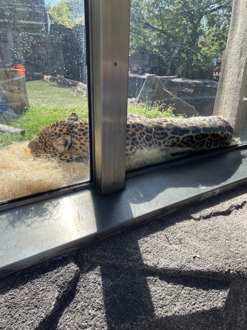 Jaguar (10/7/23)