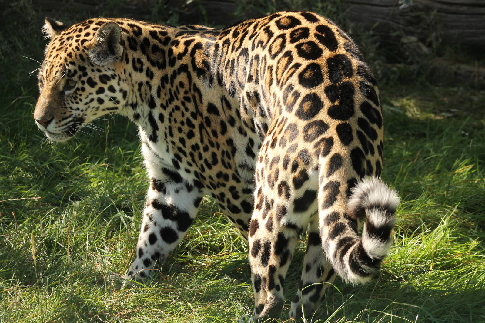 Jaguar - 11th September 2016