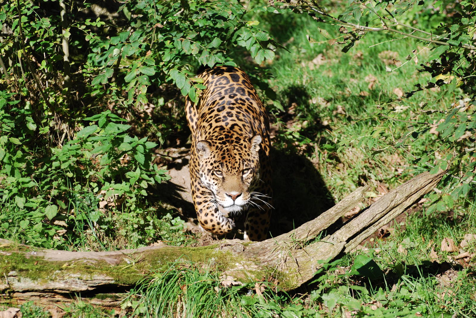 Jaguar - 16 October 2010