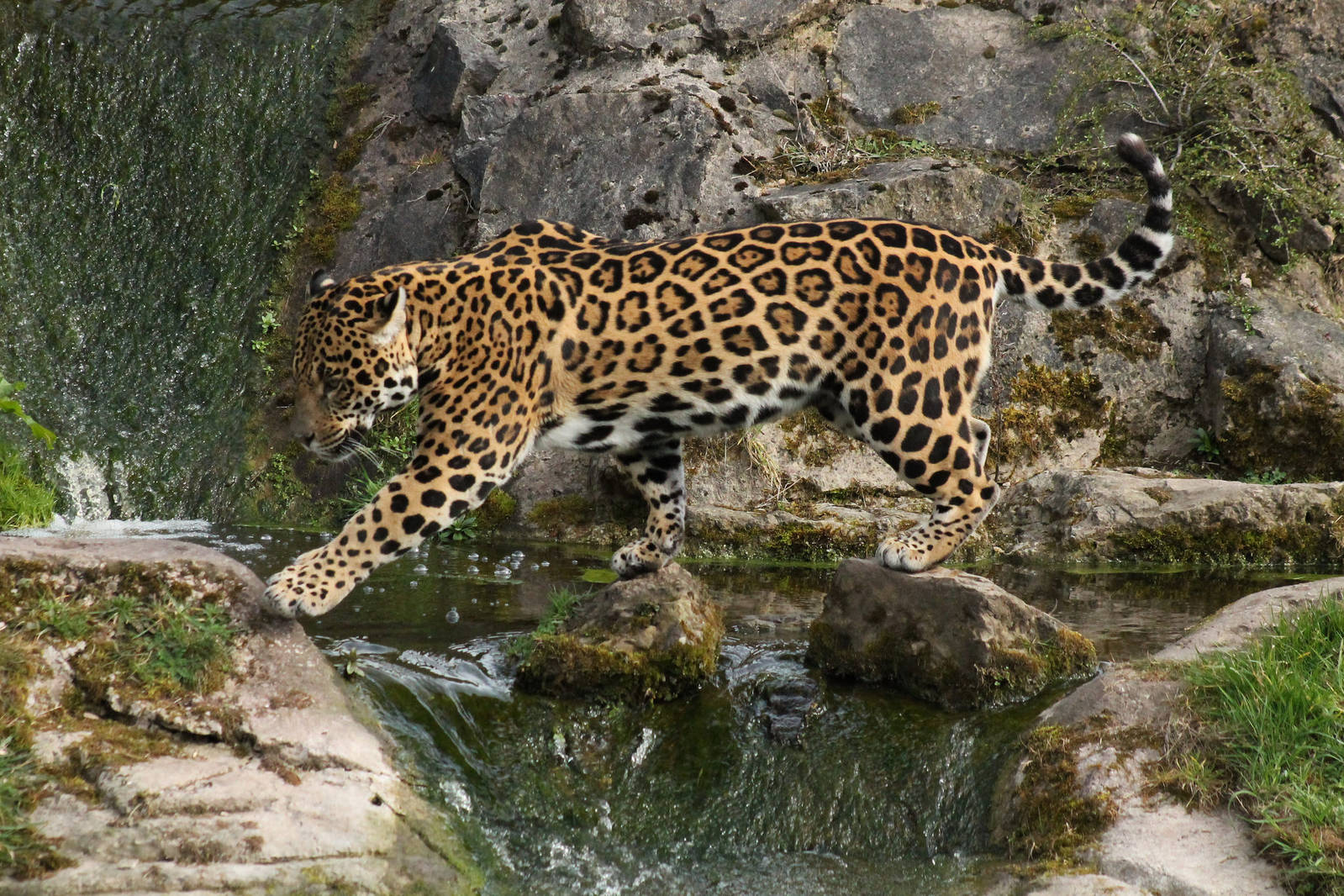 Jaguar - 1st April 2015