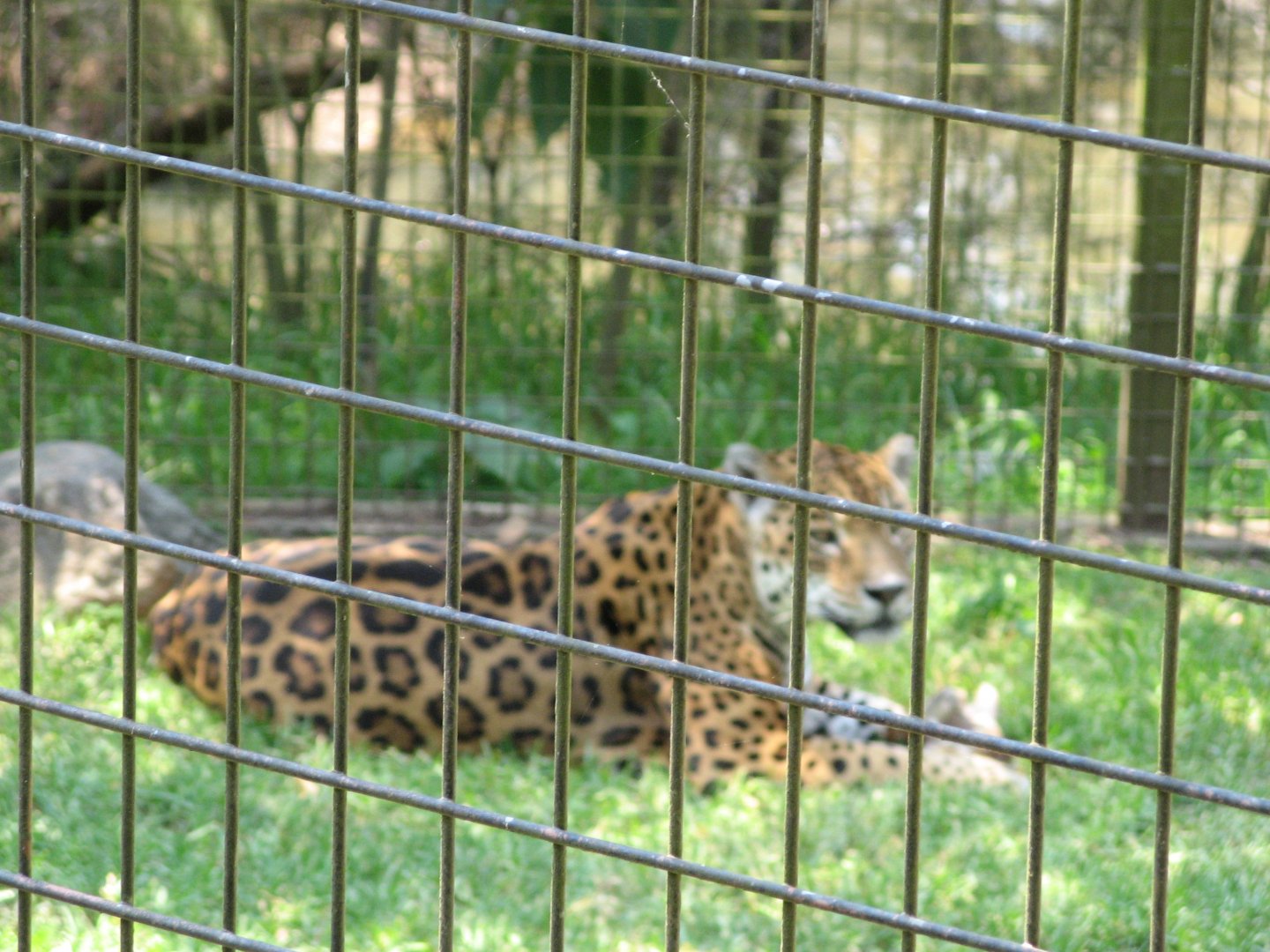 Jaguar (2007)