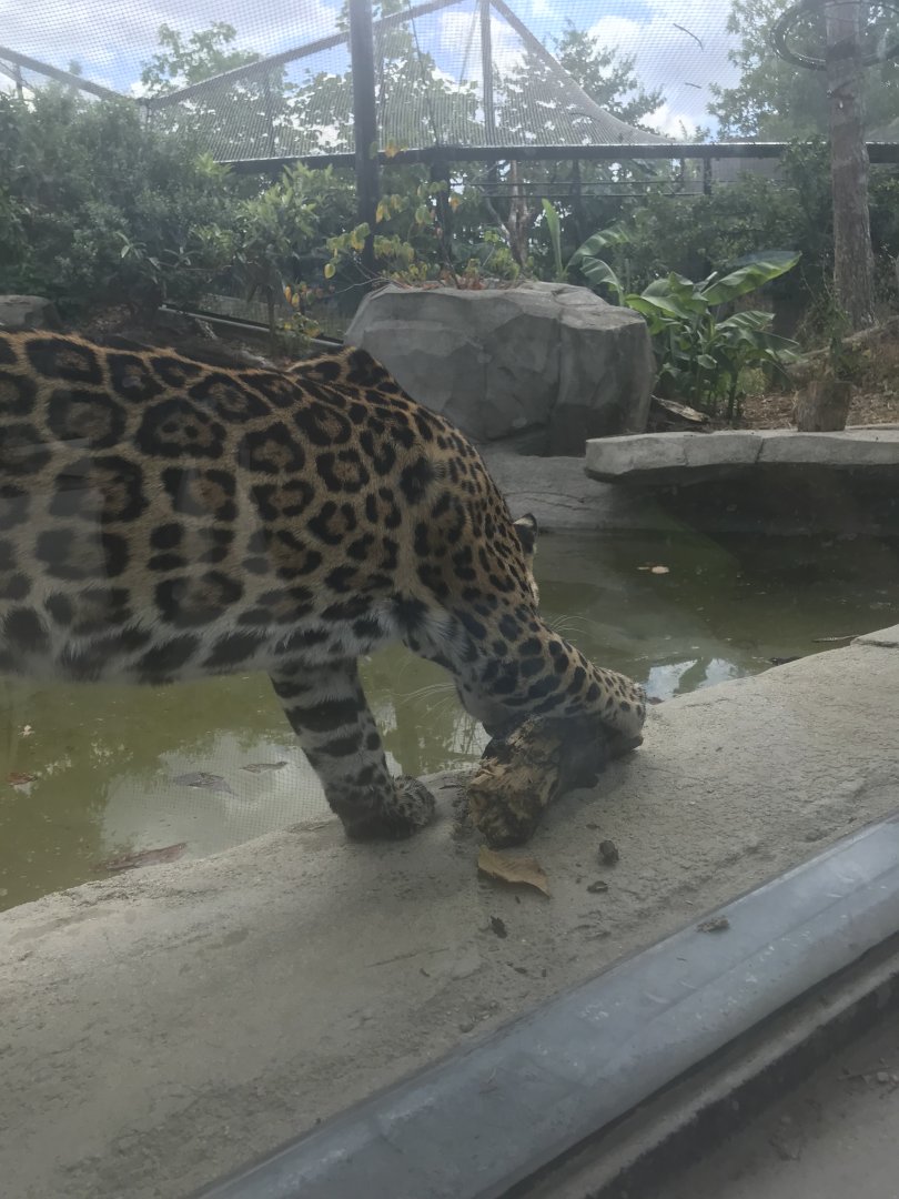 Jaguar (2019)