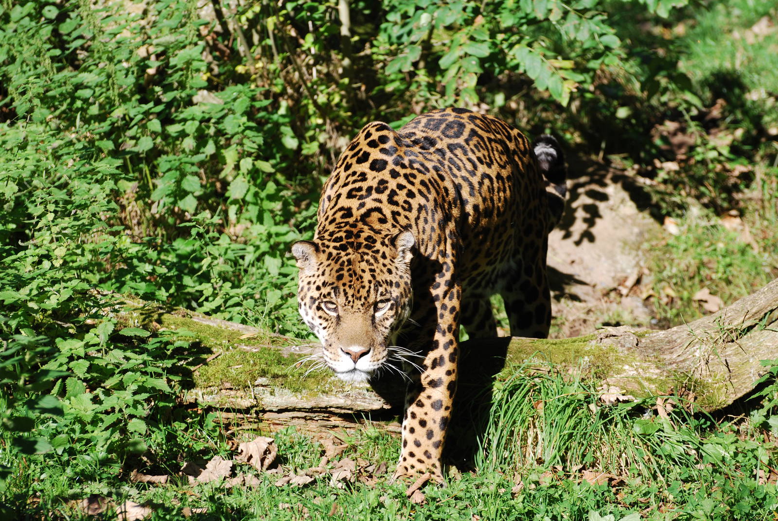 Jaguar - 21 October 2010