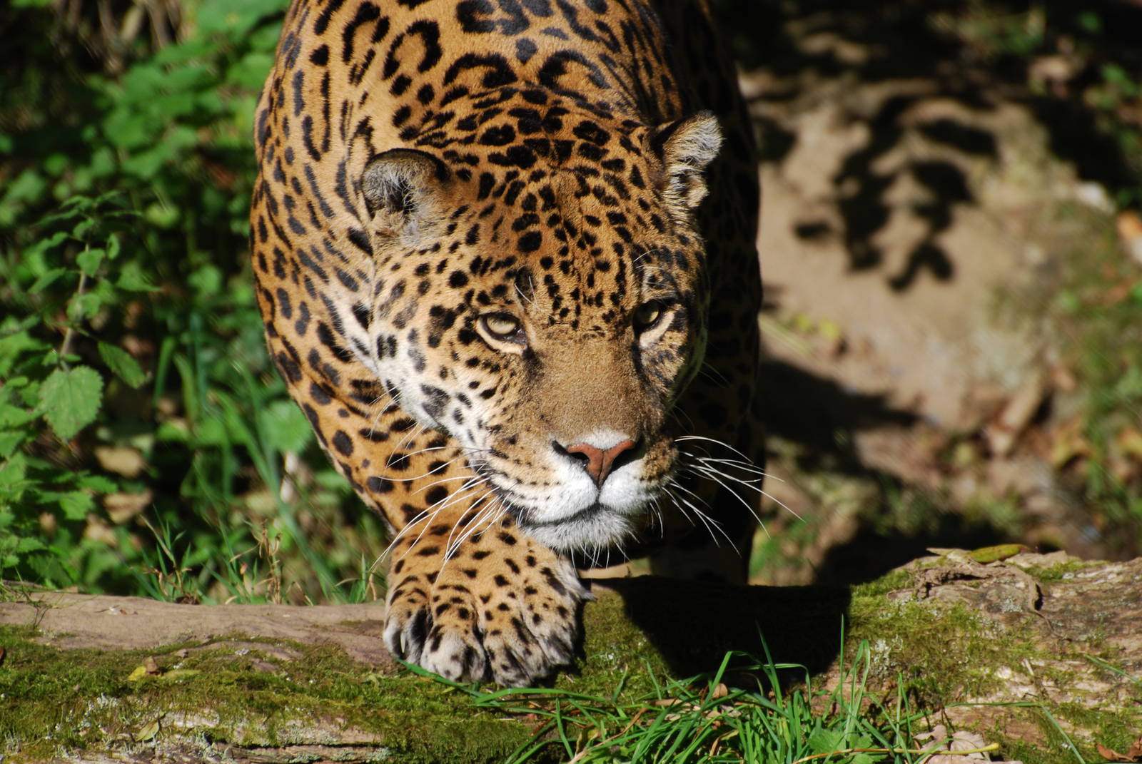 Jaguar - 21 October 2010