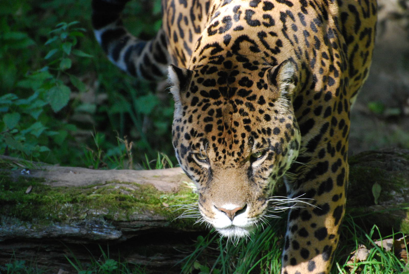 Jaguar - 21 October 2010