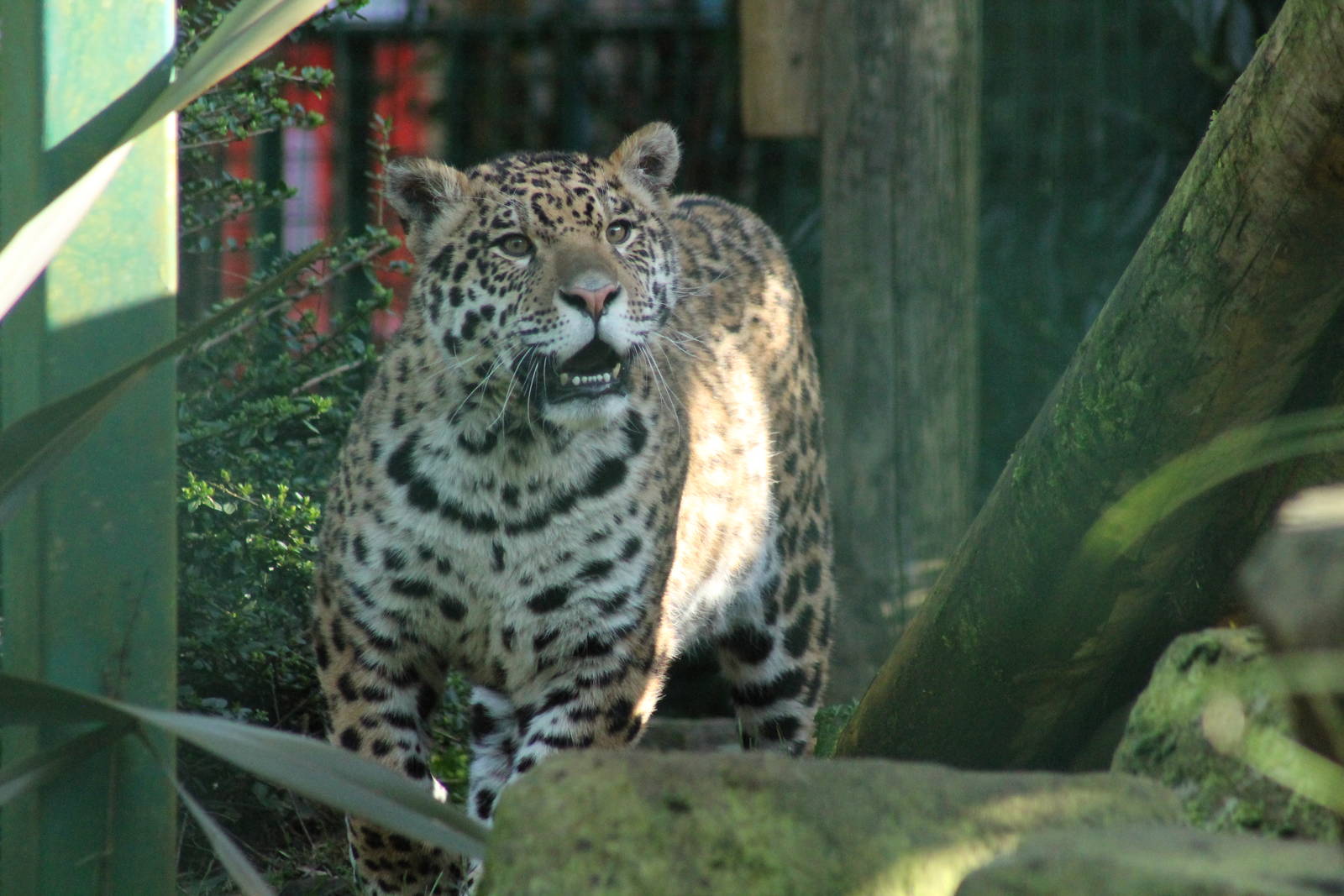 Jaguar - 21st Feb 2014