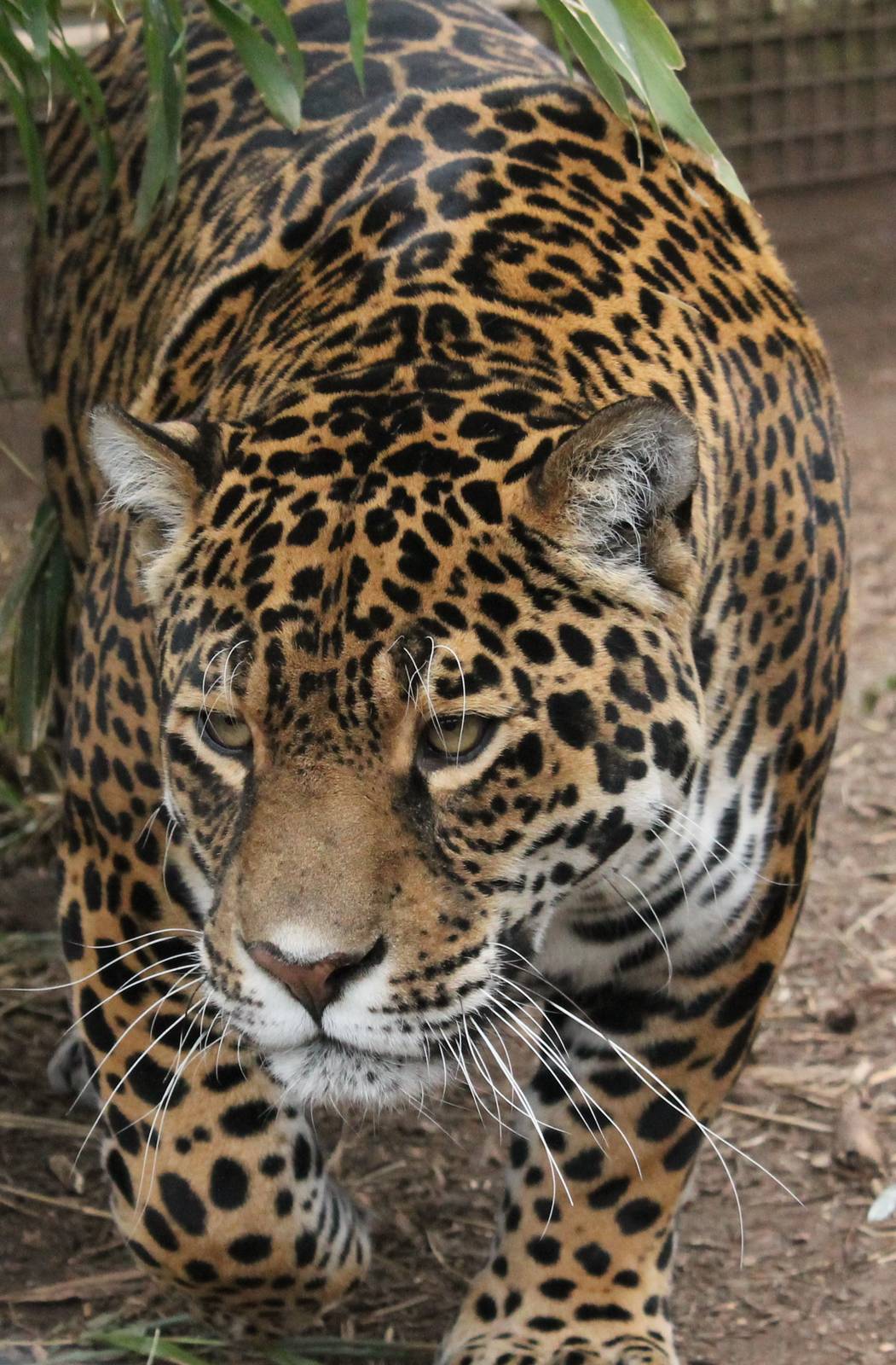 Jaguar - 21st March 2015