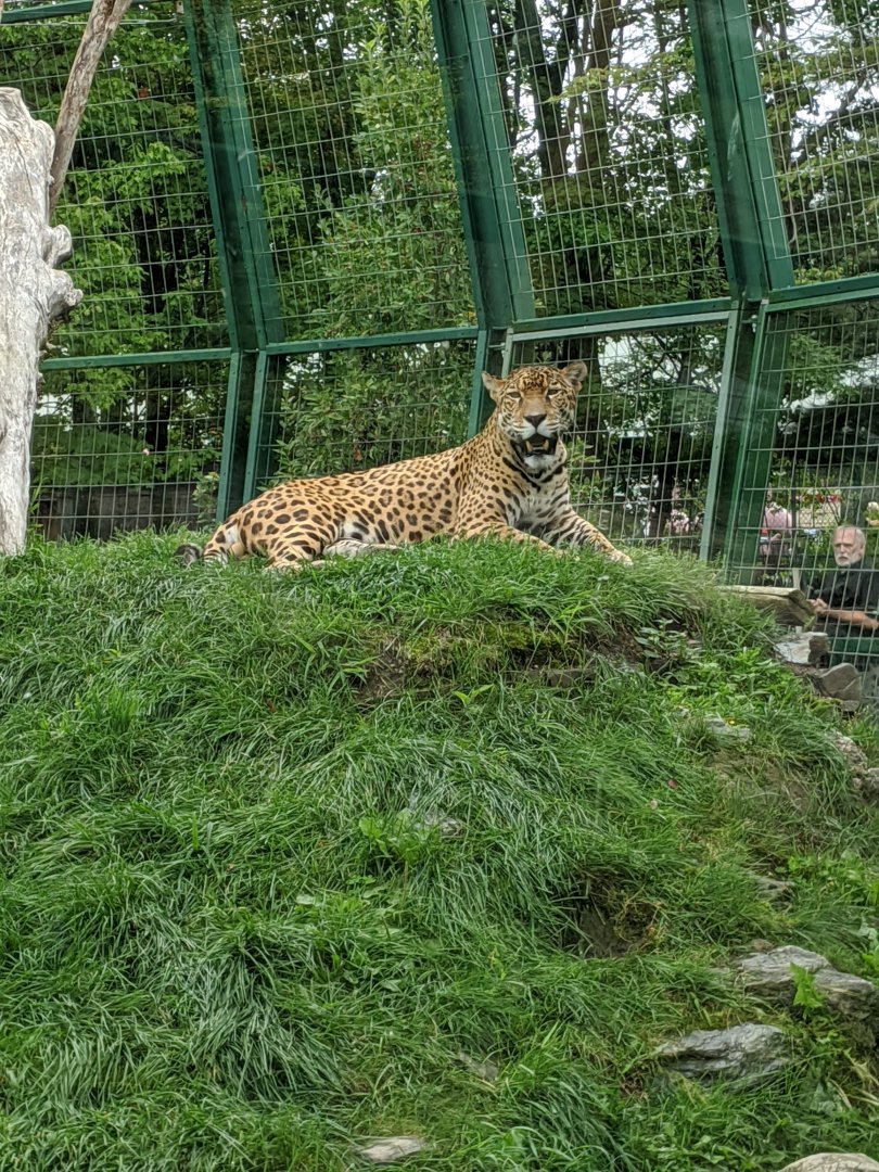 Jaguar - 24-08-2020