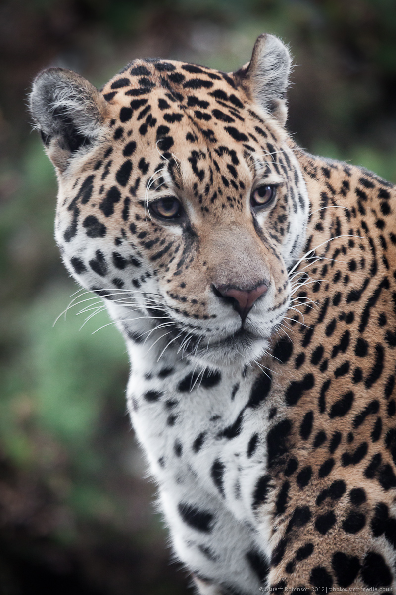 Jaguar - 25/11/2012