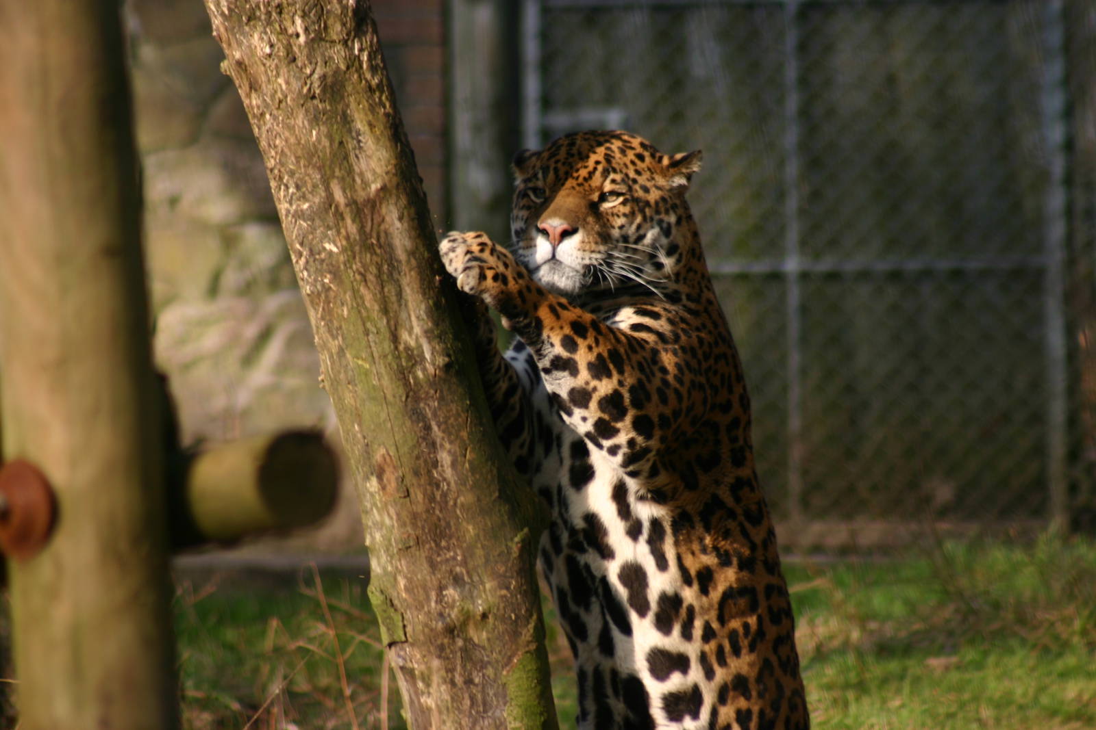 Jaguar - 26 January 2011