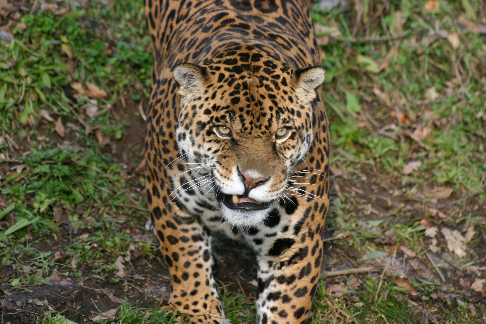 Jaguar - 26 January 2011